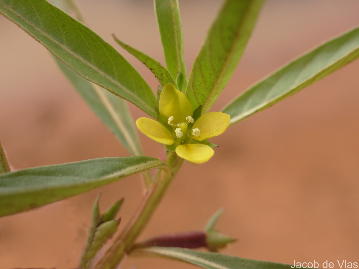 Ludwigia perennis L.
